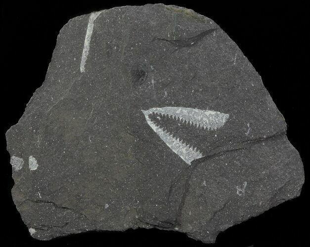 Fossil Graptolites (Didymograptus) - Great Britain #67987